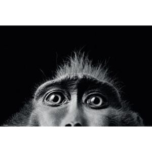 Plagát - Tim Flach (Monkey Eyes)