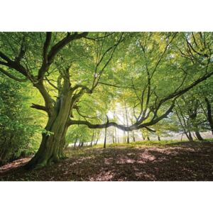 Fototapeta vliesová: Slnko v lese (5) - 184x254 cm