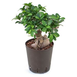 Ficus micr. ginseng 400gram Bonsai 18/19 V45