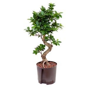 Ficus microcarpa compacta S-type bonsai 22/19 V65cm