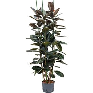 Ficus elastica abidjan 3pp (3-výhonový) 25/19 V180cm