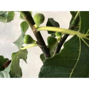 Ovocný strom figa "Rouge de Bordeaux" (ficus carica)