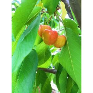 Ovocný strom čerešňa "Big Napoleon" (prunus avium)