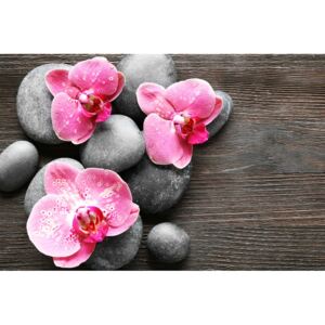 Obraz elegantná kompozícia s ružovými kvetmi orchidei