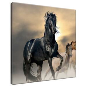 Obraz na plátne Nádherný čierny kôň 30x30cm 2491A_1AI