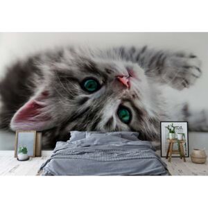Fototapeta - Cute Kitten Vliesová tapeta - 254x184 cm