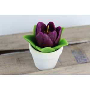 Fialová sviečka tulipána v črepníku