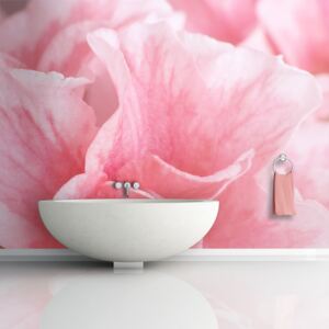 Bimago Fototapeta - Pink azalea flowers 200x154 cm