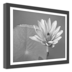 CARO Obraz v ráme - Water Lily 40x30 cm Čierna
