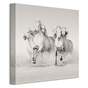 Obraz na plátne Splašené biele kone Jones Carys 40x40cm WDC101146
