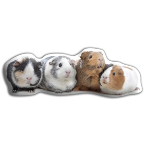 Vankúšik Adorable Cushions Morčatá