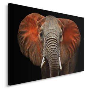 CARO Obraz na plátne - Elephant 1 40x30 cm