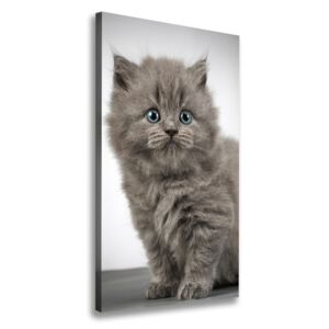 Foto obraz na plátne Sivá a britská mačka pl-oc-70x140-f-66248272
