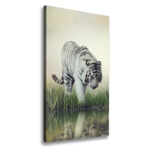 Foto obraz canvas Biely tiger pl-oc-70x140-f-84071201