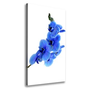 Foto obraz na plátne Modrá orchidea pl-oc-70x140-f-91549599