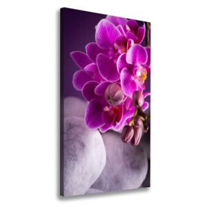 Foto obraz na plátne Ružová orchidea pl-oc-70x140-f-95985968