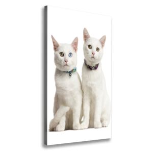 Foto obraz na plátne Dve biele mačky pl-oc-70x140-f-97350767