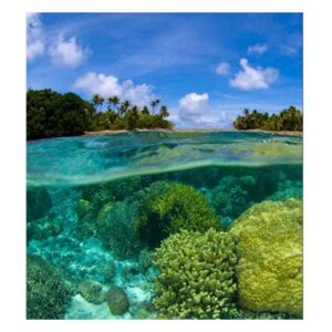 Fototapeta - Koralový útes 1 + zadarmo lepidlo - 225x250