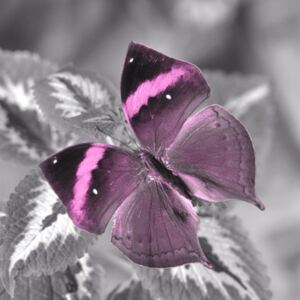 Falc Obraz na plátne - Motýľ shadow II., 30x30 cm