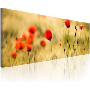 Obraz na plátne - Spring poppies meadow 120x40 cm