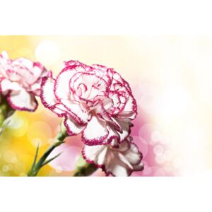 Obraz nádherné kvety karafiátu
