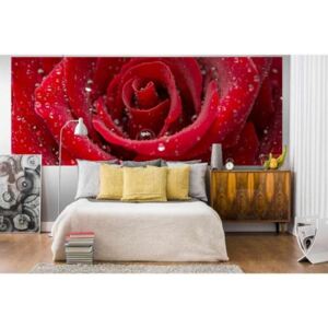 Panoramatická fototapeta - Červená ruža + zadarmo lepidlo - 375x150cm