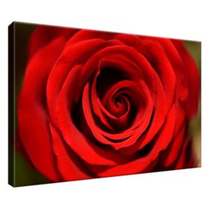 Obraz na plátne Tajomná červená ruža 30x20cm 279A_1T