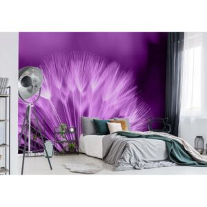 Fototapeta GLIX - Dandelion Purple + lepidlo ZADARMO Papírová tapeta - 368x254 cm