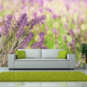 Fototapeta - Lavender gardens 350x270 cm