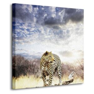 Obraz na plátne Leopard Andrushko Galyna 40x40cm CKS0244