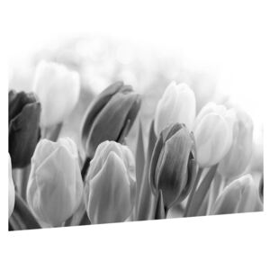 Čiernobiely obraz pučiacich tulipánov (70x50 cm)
