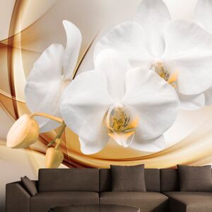 Fototapeta - Orchid blossom 350x245 cm