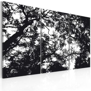 Obraz na plátne - Dense forest 60x40 cm