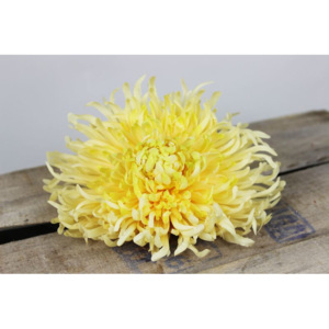 Žltá umelá ihlicová hlava chryzantémy 15cm