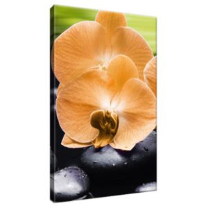 Obraz na plátne Oranžová orchidea 20x30cm 1713A_1S