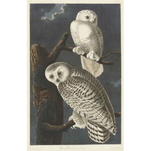 Reprodukcia, Obraz - Snowy Owl, 1831, John James (after) Audubon