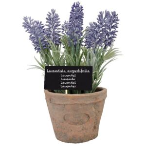 Levanduľa v kvetináči - Ø 13 * 19cm