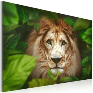 Obraz na plátne - Eyes of the jungle 60x40 cm