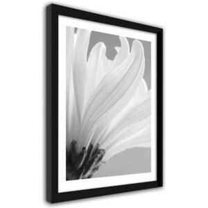 CARO Obraz v ráme - White Chrysanthemums 30x40 cm Čierna