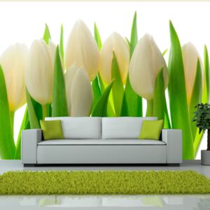 Fototapeta Bimago - White tulips + lepidlo zadarmo 200x154 cm
