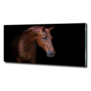 Foto-obraz sklo tvrdené Hnedý kôň cz-obglass-125x50-114030424