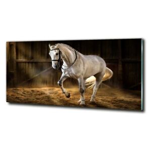 Moderné foto obraz na stenu Biely kôň v stajni cz-obglass-125x50-113734003