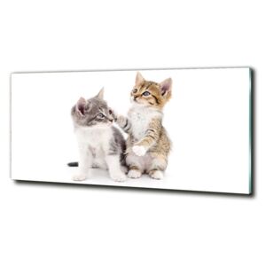 Foto obraz fotografie na skle Dve malé mačky cz-obglass-125x50-120060855