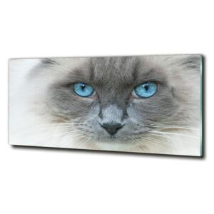 Moderné sklenený obraz z fotografie Mačka modré oči cz-obglass-125x50-41430581