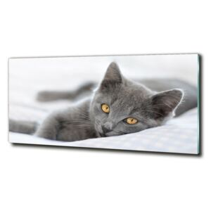 Foto obraz sklenený horizontálne Sivá mačka cz-obglass-125x50-43951156