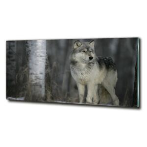 Foto obraz fotografie na skle Sivý vlk cz-obglass-125x50-57875164