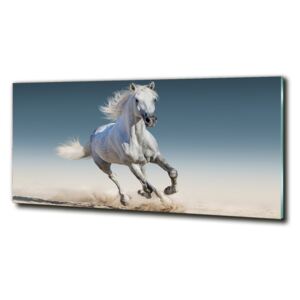 Foto-obraz na skle horizontálne Biely kôň v cvale cz-obglass-125x50-95257889