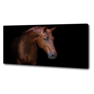 Foto obraz na plátne do obývačky Hnedý kôň pl-oc-125x50-f-114030424