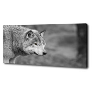Foto obraz canvas Sivý vlk pl-oc-125x50-f-125421387