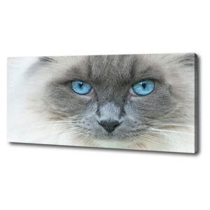 Moderný fotoobraz canvas na ráme Mačka modré oči pl-oc-125x50-f-41430581